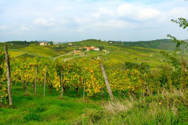 İtalya 'nın Piedmont, Piedmont, Alessandria eyaletindeki Ricaldone' dan Monferrato kırsal manzarası.