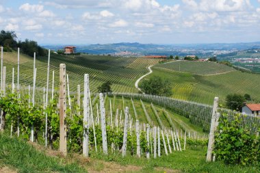 La Morra 'dan Langhe bölgesinin Panorama' sı, Cuneo, Piedmont, İtalya.