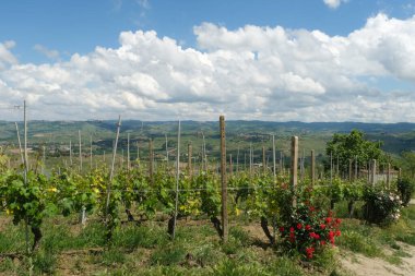 La Morra 'dan Langhe bölgesinin Panorama' sı, Cuneo, Piedmont, İtalya.