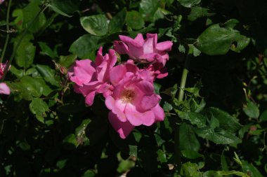 San Giovanni Park 'taki gül bahçesi Trieste, Friuli-Venezia Giulia, İtalya.