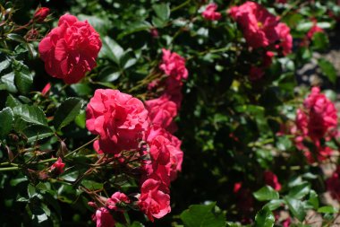 San Giovanni Park 'taki gül bahçesi Trieste, Friuli-Venezia Giulia, İtalya.