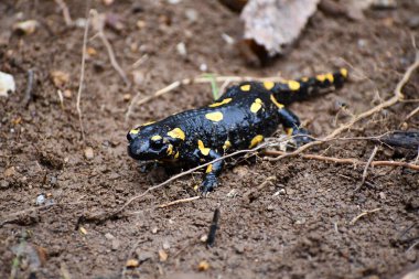 Ormanda yürüyen ateş semenderi