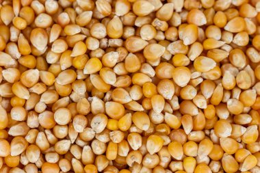 Taze mısır tohumları arka planı