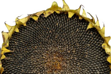 Olgunlaşmış ayçiçeği tohumlar ve keklerle