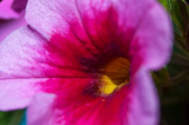 Kırmızı çiçeğin makro görüntüsü. Sardunyalar.