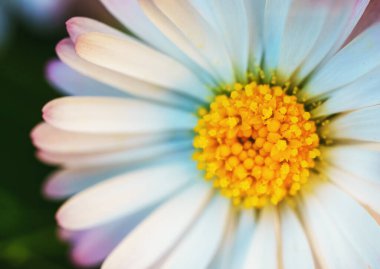 Bellis Perennis 'in Macro manzarası veya papatya çiçeği.