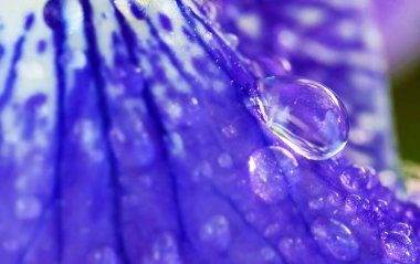 Lobelia, çan çiçekleri familyasından bir bitki cinsidir..