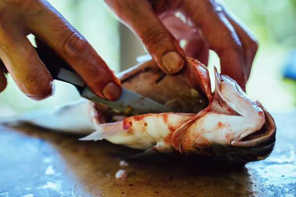 Человек Выпотрошил Рыбу Дорадо Ножом — стоковое фото