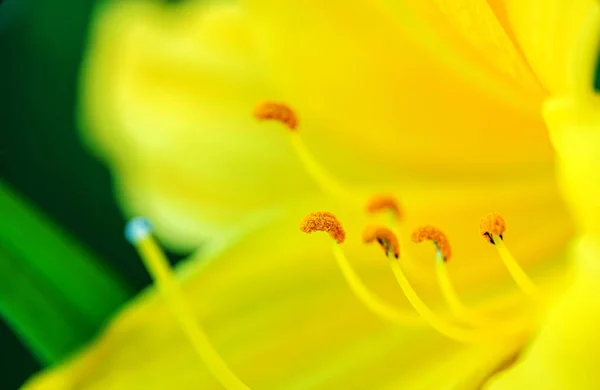 Macro Vista Estambres Flores Amarillas —  Fotos de Stock