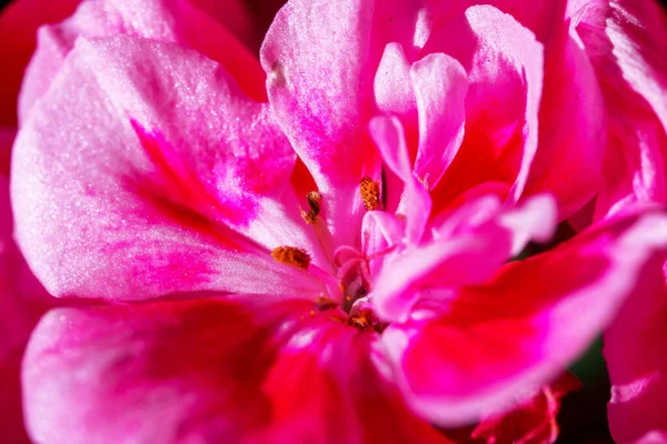 赤い花のマクロショット ゲリアナ科 — ストック写真