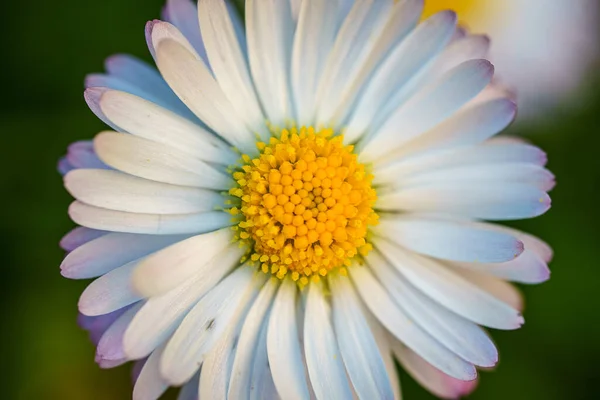 Macro View Bellis Perennis Daisy Flower — Stock Photo, Image