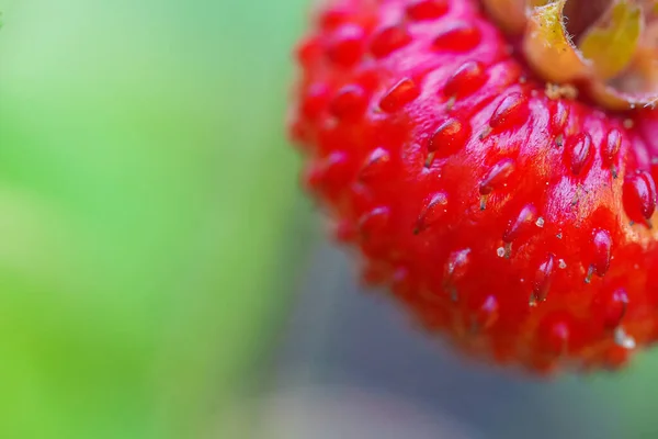 野生草莓的宏观视图 弗里斯兰A — 图库照片