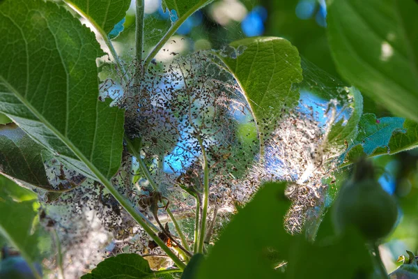 蚜虫吃苹果树的叶子 — 图库照片
