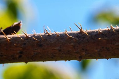 Dikenli dallar, yakın görüş..