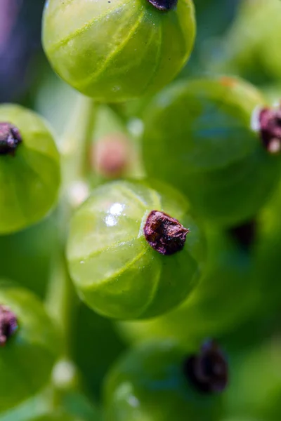 Young Unripe Green Currant Bush — Stock Photo, Image