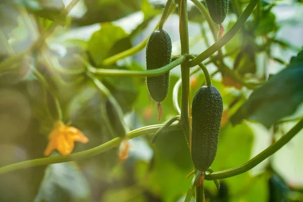 Greenhouse Young Cucumbers — Stock Photo, Image