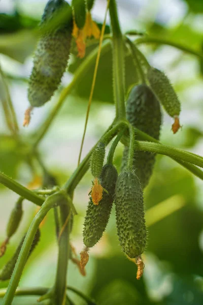 Greenhouse Young Cucumbers — Stock Photo, Image