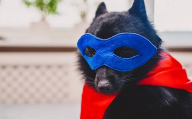 Schipperke maskeli süper kahraman köpek..