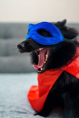 Schipperke maskeli süper kahraman köpek..