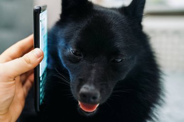 Telefonla konuşan Schipperke köpeğinin portresi.