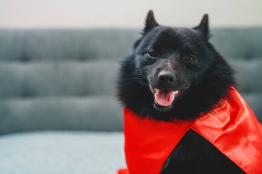 Schipperke 'ın Süper Kahraman Köpeğinin Portresi.