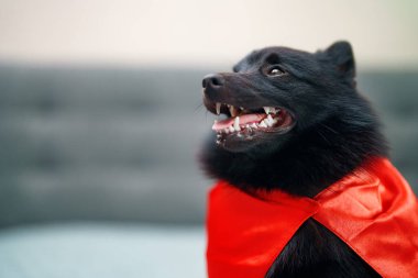 Schipperke 'ın Süper Kahraman Köpeğinin Portresi.