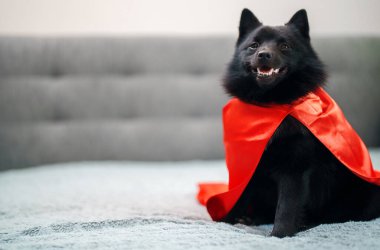 Schipperke 'ın Süper Kahraman Köpeğinin Portresi.