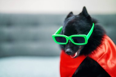 Schipperke gözlük takan süper kahraman köpek..
