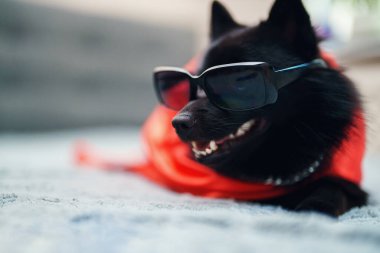Schipperke gözlük takan süper kahraman köpek..