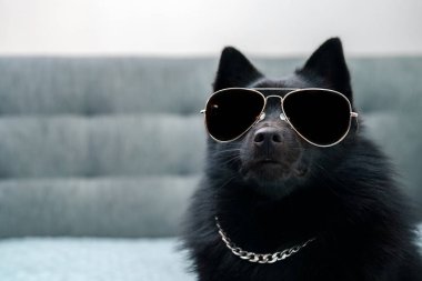 Gözlüklü Schipperke köpeği. Haydut yaşam konsepti.