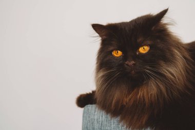 İskoç heteroseksüel kedi kanepede yatıyor.