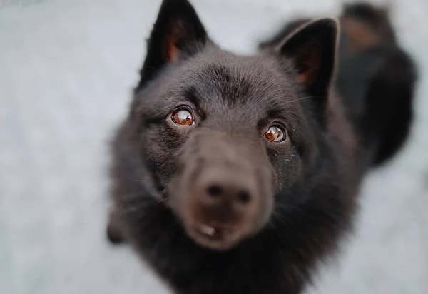 Πορτρέτο Του Χαριτωμένου Σκύλου Schipperke Εσωτερική — Φωτογραφία Αρχείου