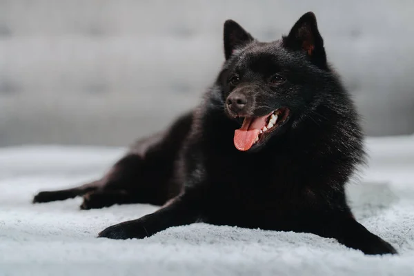 Portrait of cute Schipperke dog indoor.