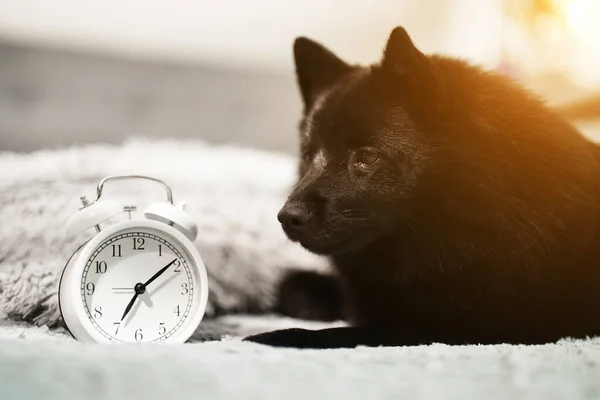 Porträt Des Süßen Schipperke Hundes Und Der Uhr — Stockfoto
