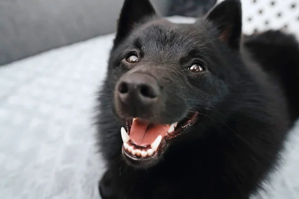 Portrait of happy Schipperke dog indoor.