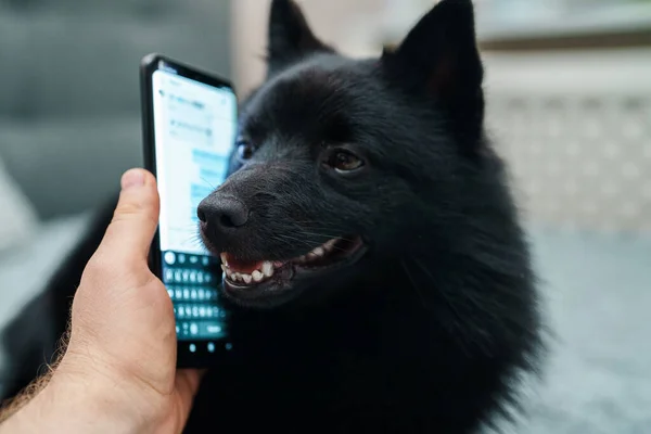 Portrait of Schipperke dog talking by phone.