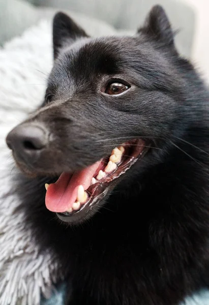 Portrait of happy Schipperke dog indoor.