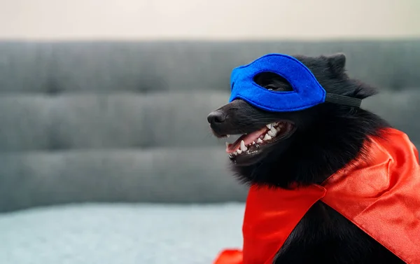Schipperke super hero dog wearing mask.
