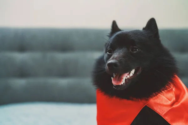 Portrait of Schipperke super hero dog.