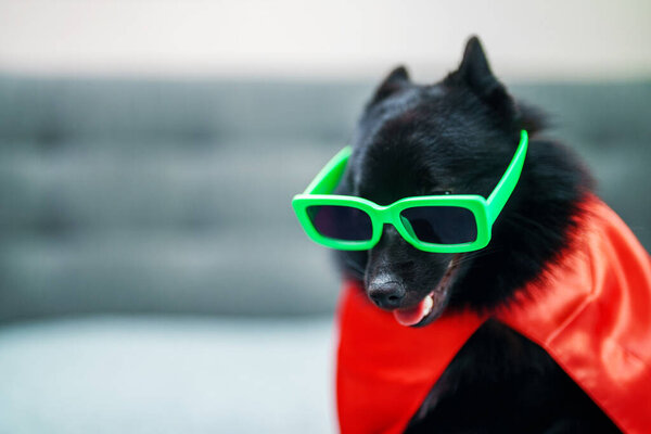 Schipperke super hero dog wearing glamour glasses.