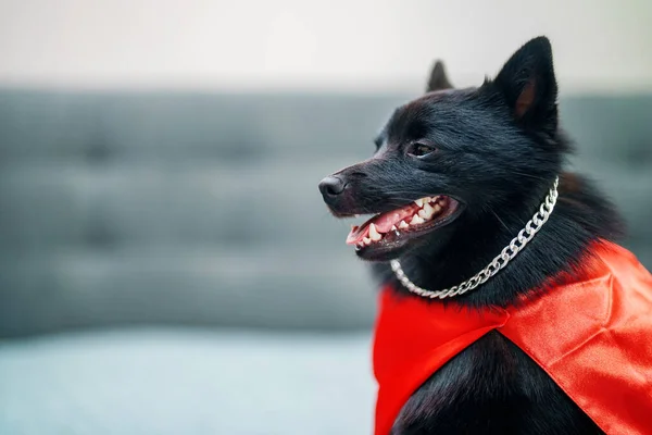 Schipperke super hero dog wearing chain.