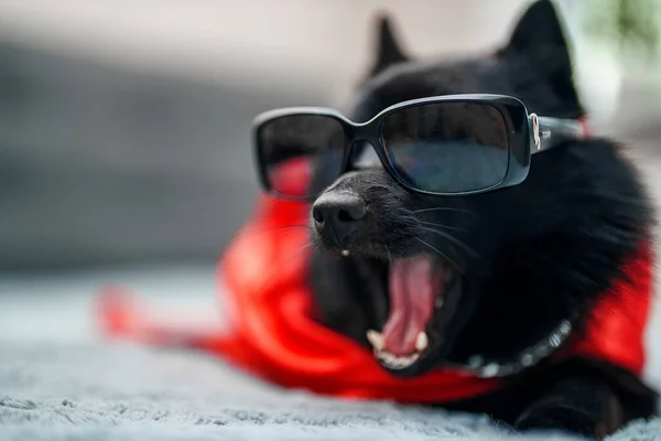 Schipperke super hero dog with glasses talking.