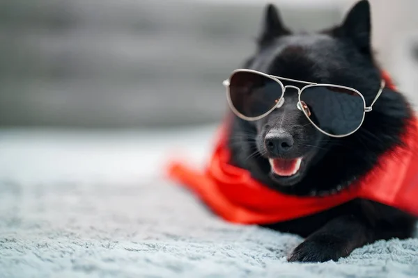 Schipperke super hero dog wearing glamour glasses.
