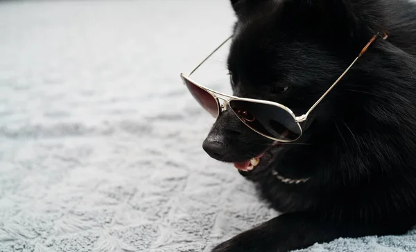 Schipperke dog in glasses. Thug life concept.