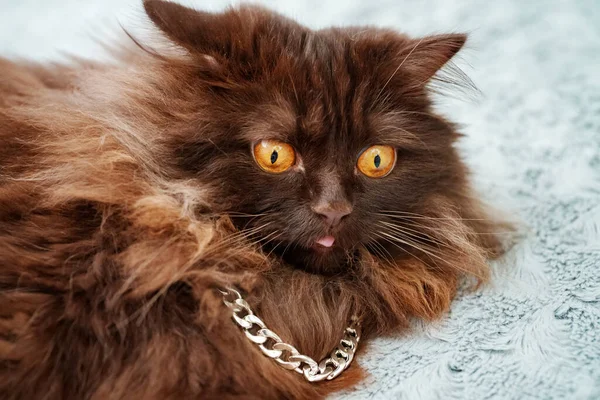 Porträt Einer Schottischen Katze Die Gerade Betäubt Ist — Stockfoto