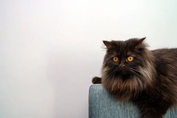 スコティッシュストレート猫はソファに横たわって — ストック写真