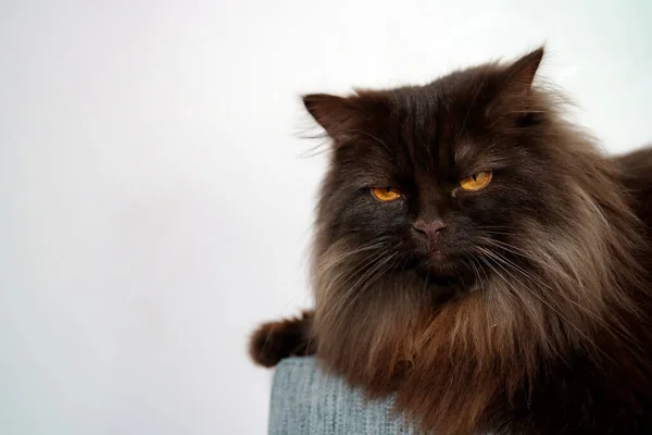 Rozzlobený Skotský Rovný Kočka Ležící Pohovce — Stock fotografie