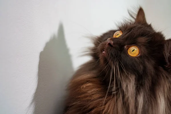 Komik Skoç Heteroseksüel Kedi Yukarı Bakıyor — Stok fotoğraf