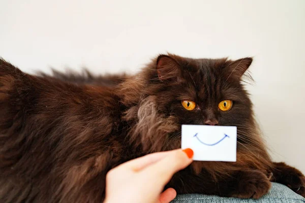 Grappig Schots Rechte Kat Met Glimlach Kaart — Stockfoto