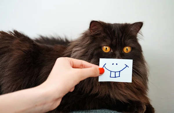Lustige Schottische Katze Mit Lächeln Auf Der Karte — Stockfoto